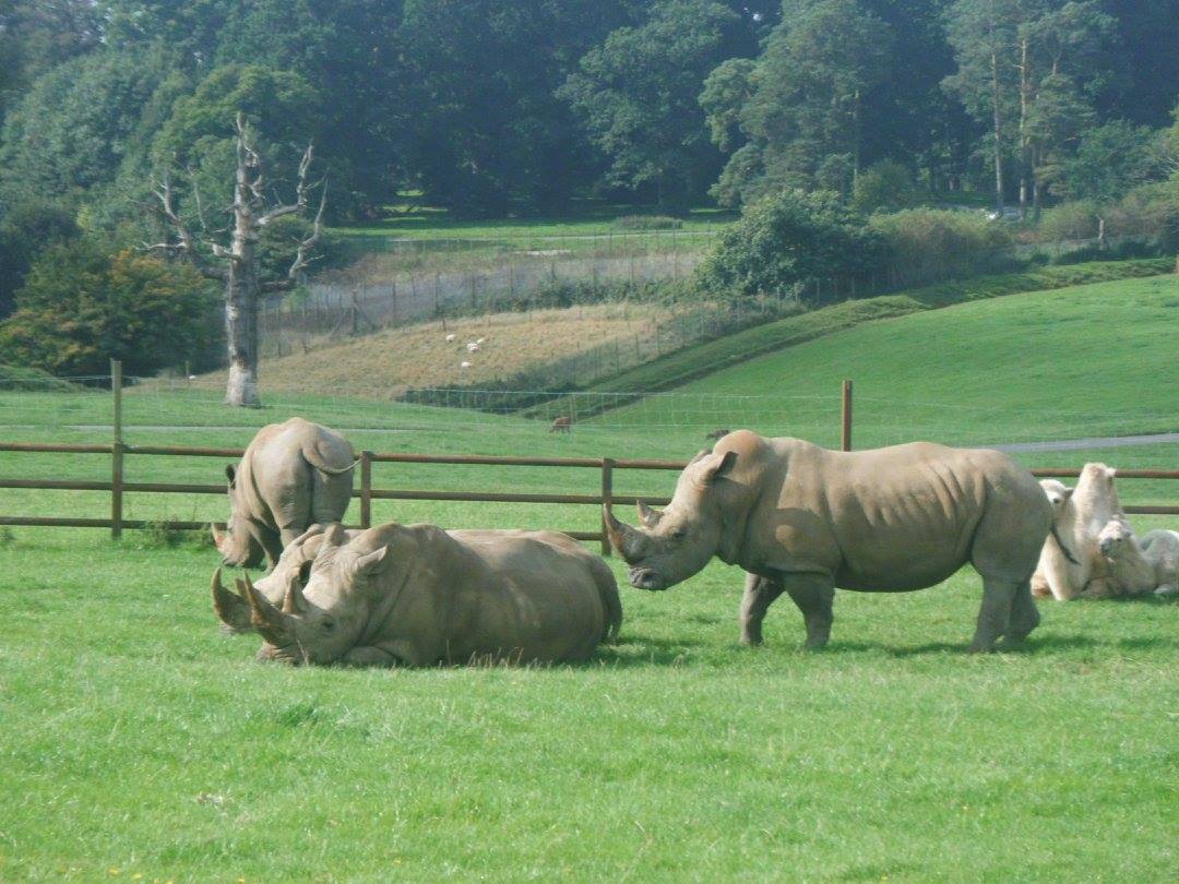 Rhinos