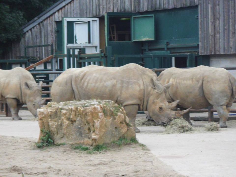 Rhinos
