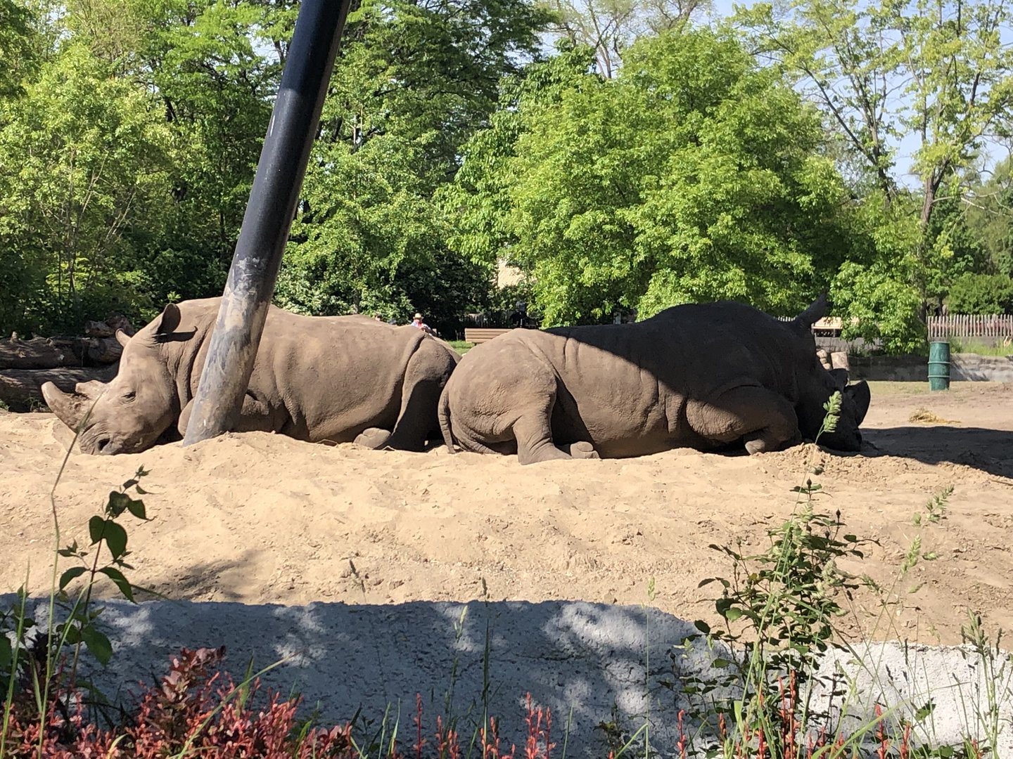 Rhinos