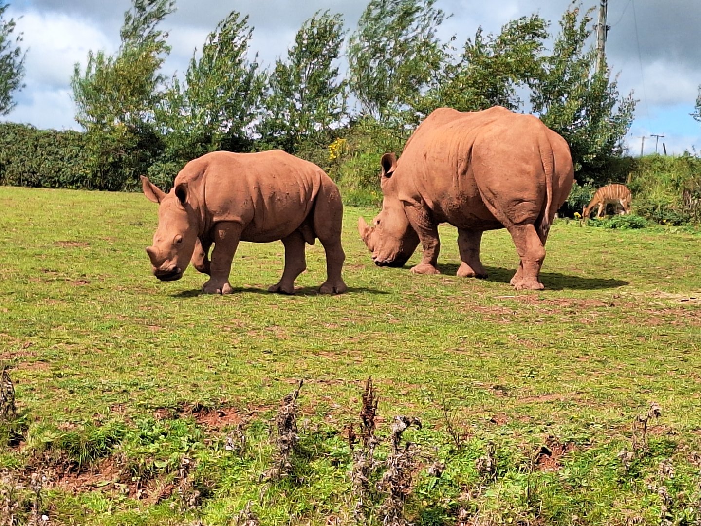 Rhinos