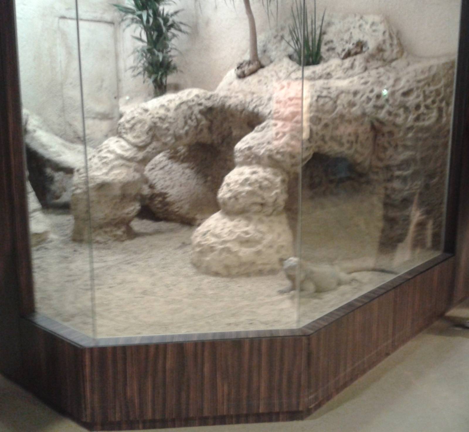 Rhinoseros iguana enclosure