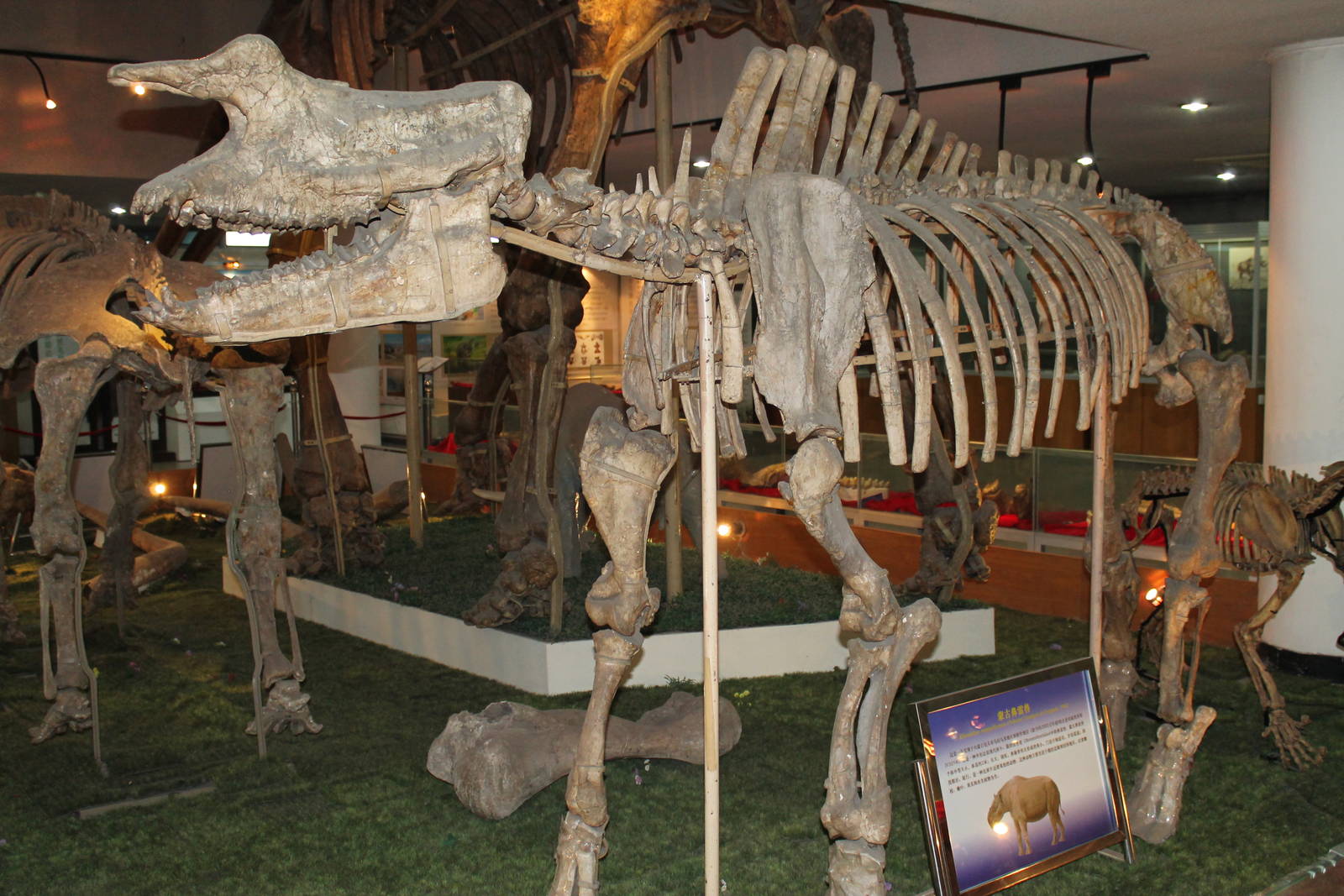 Rhinotitan mongoliensis