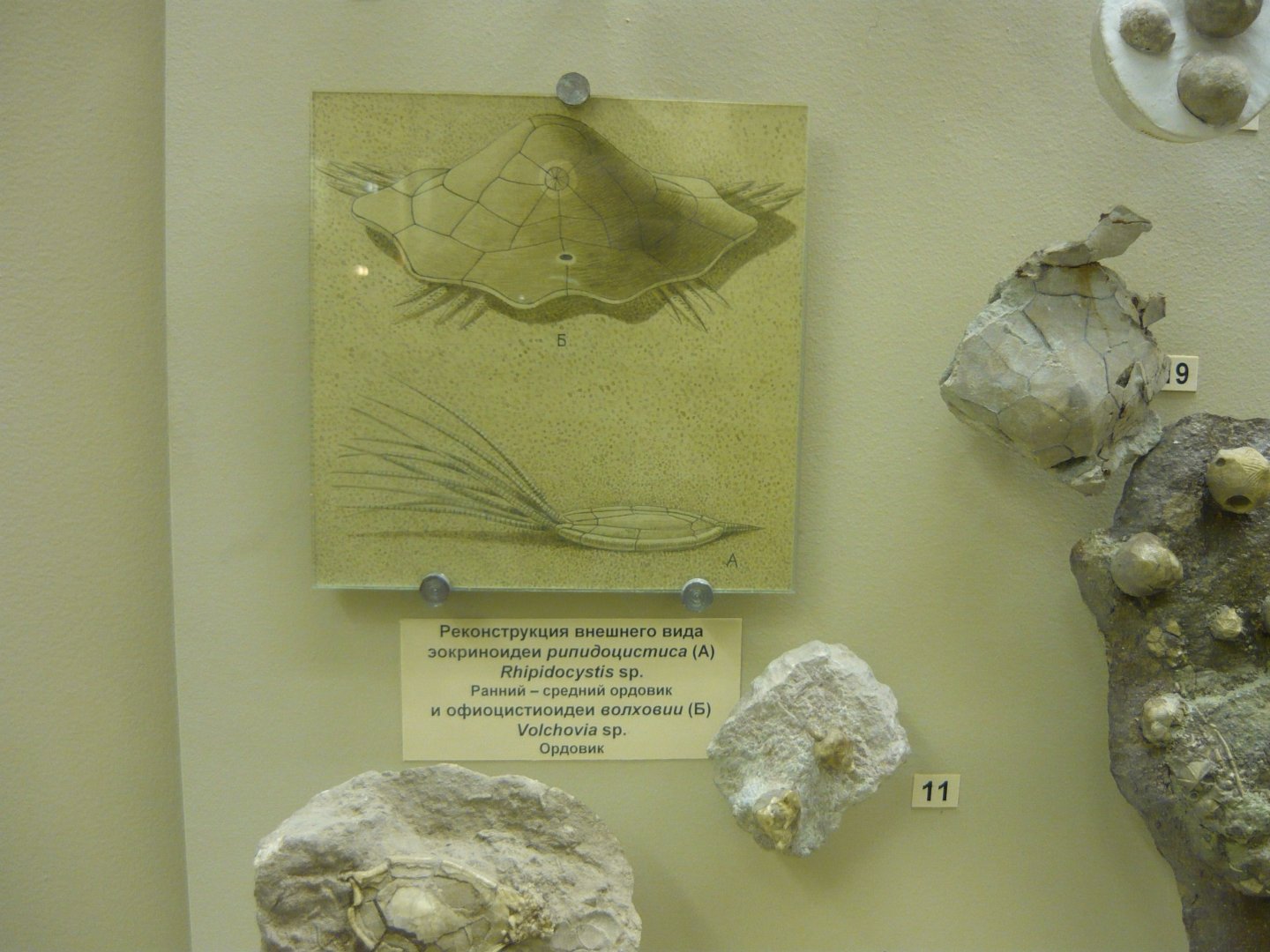 Rhipidocystis sp. and Volchovia sp. reconstructions