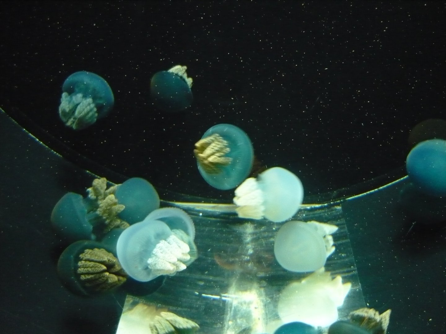 Rhizostome jellyfish