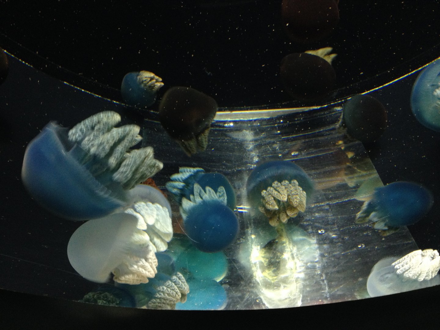 Rhizostome jellyfish