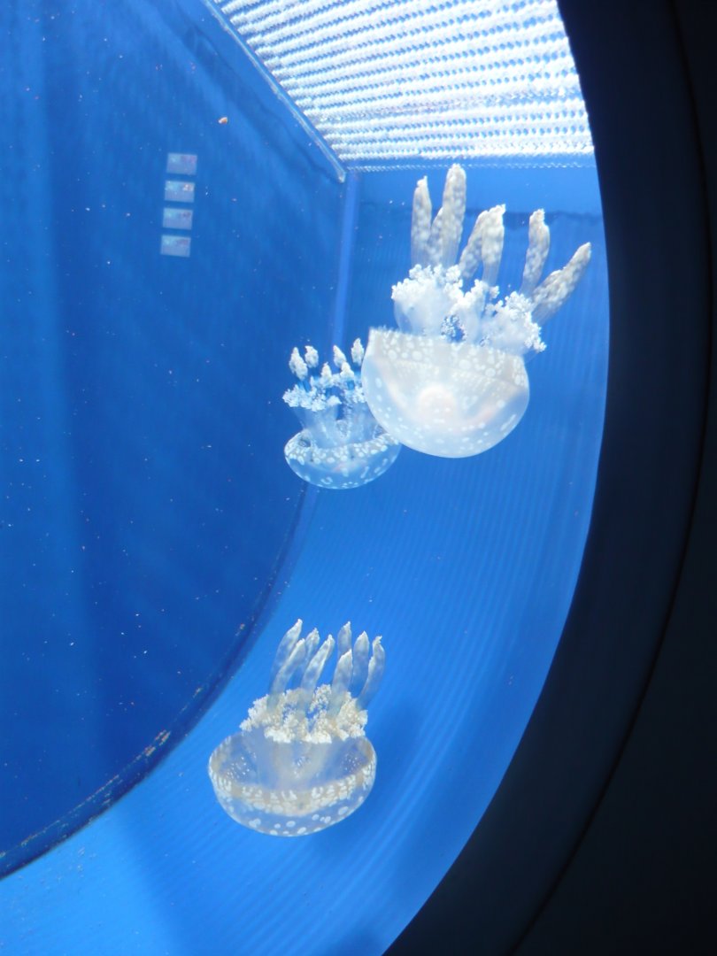 Rhizostome jellyfishes