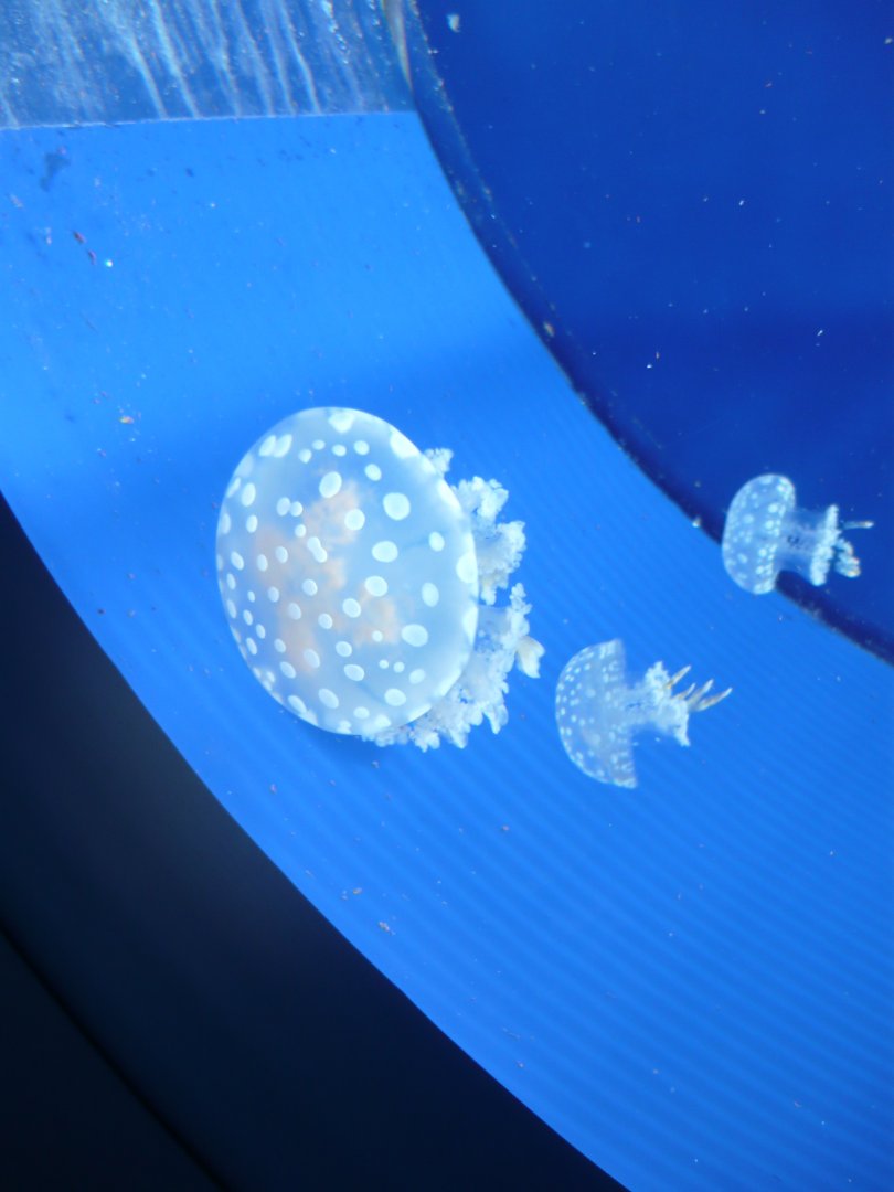 Rhizostome jellyfishes