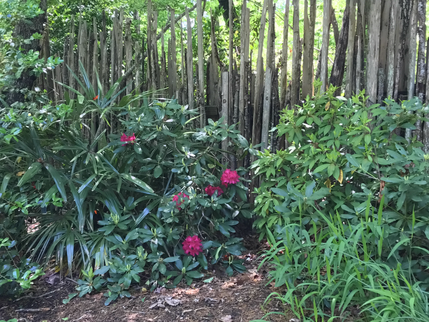 Rhododendron & Decorative Fence