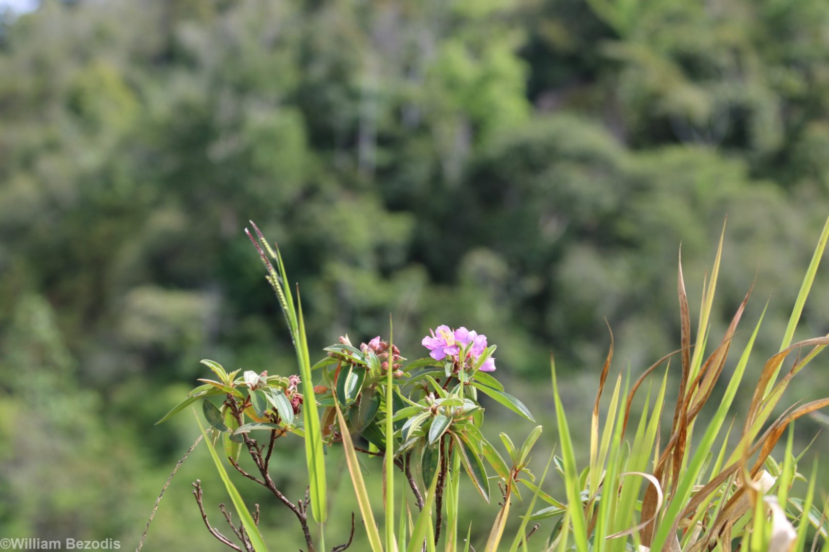 Rhododendron or Similar on Hillside - Crocker Range