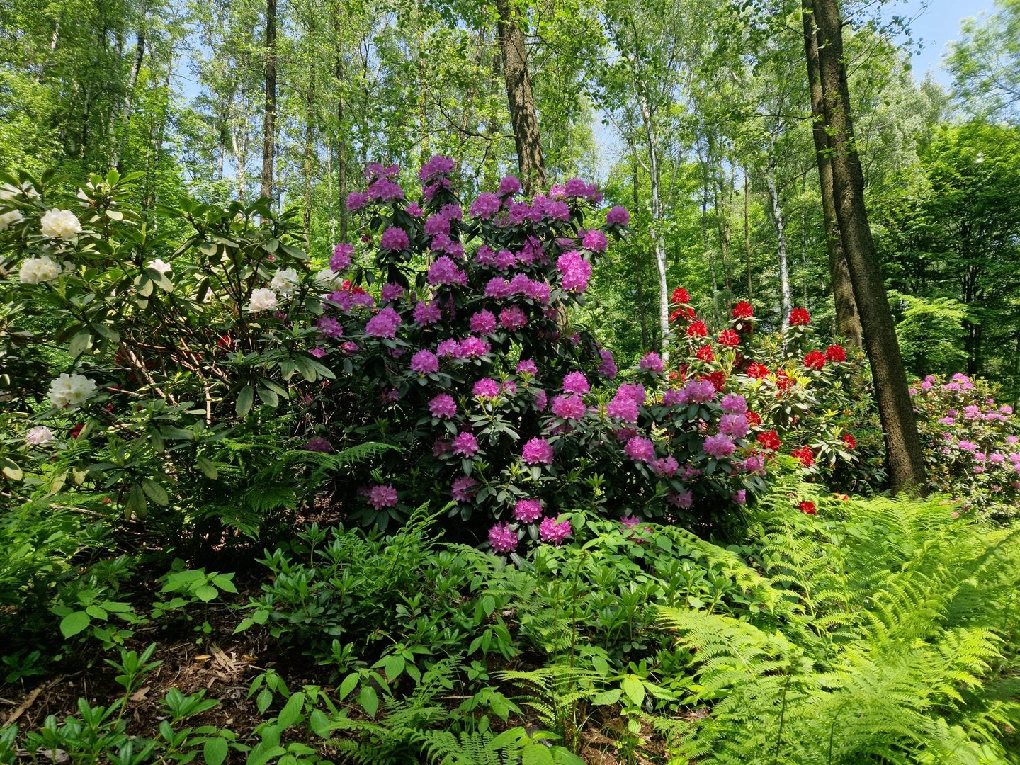 Rhododendron path