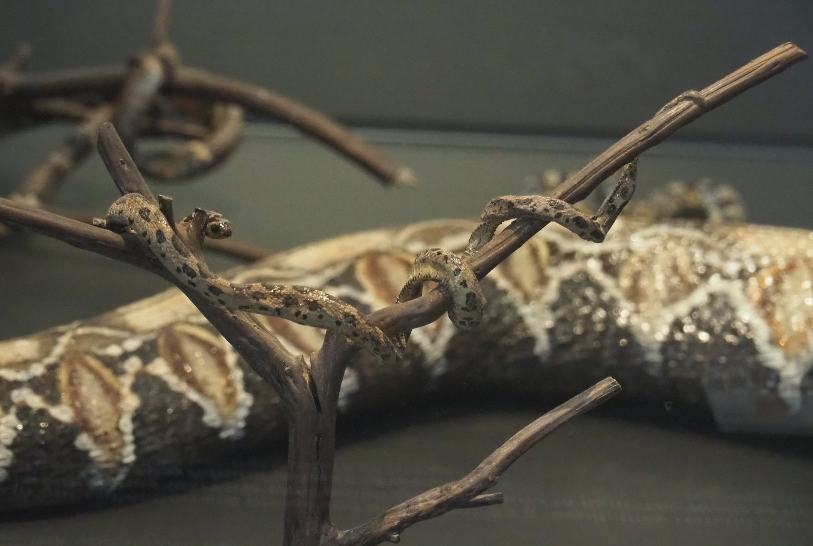 Rhombic egg eater snake (Dasypeltis scabra) replica, 2021-10-20