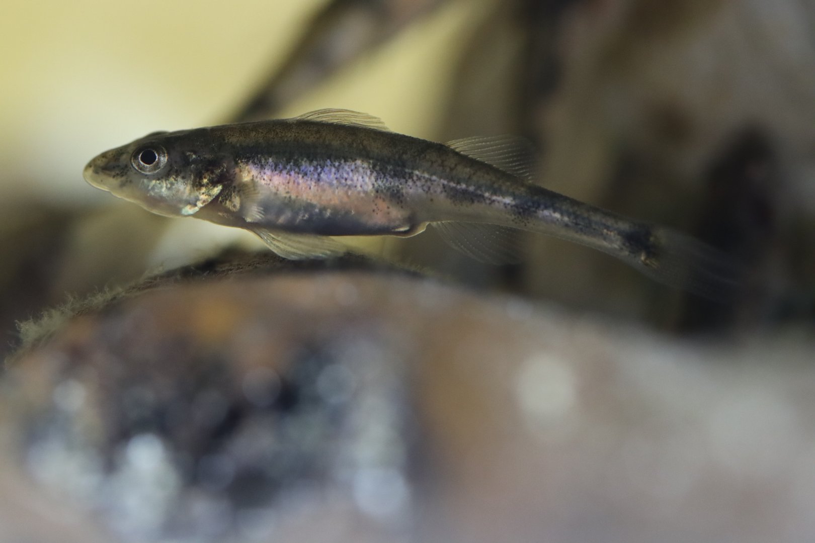 Rhone streber (Zingel asper)