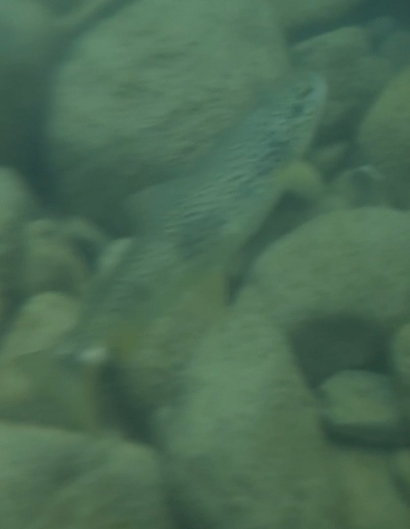 Rhône trout (Salmo rhodanensis(x trutta))