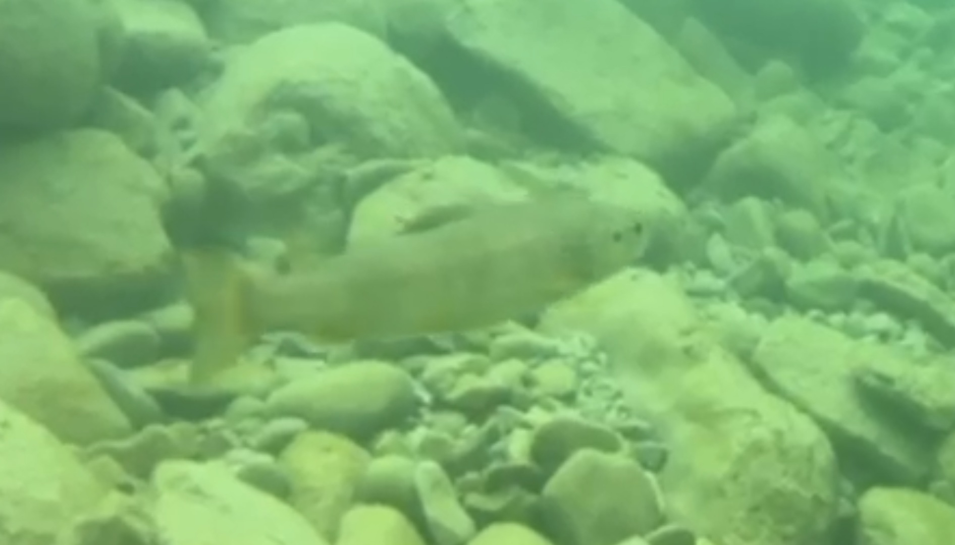 Rhône trout (Salmo rhodanensis(x trutta))