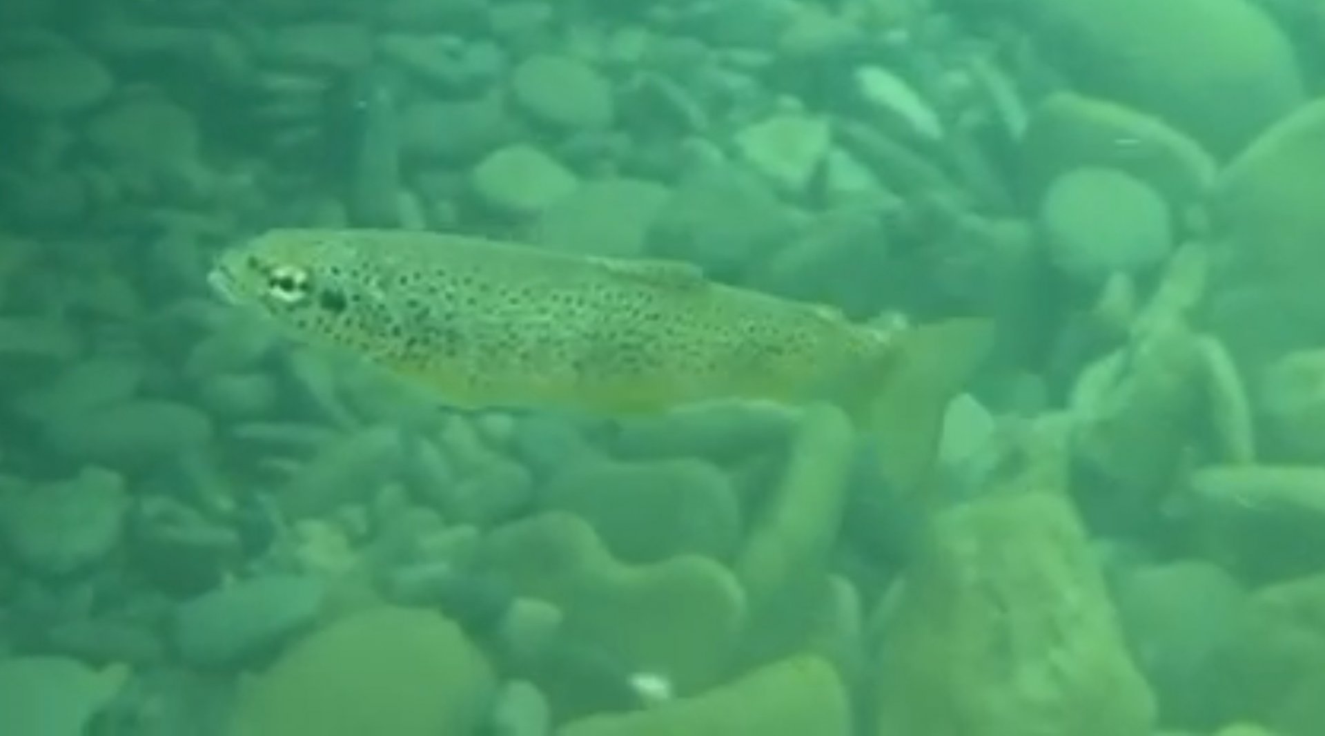 Rhône trout (Salmo rhodanensis(x trutta))