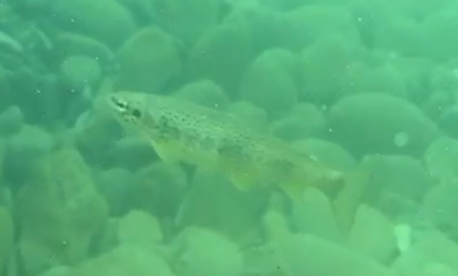 Rhône trout (Salmo rhodanensis (x trutta))