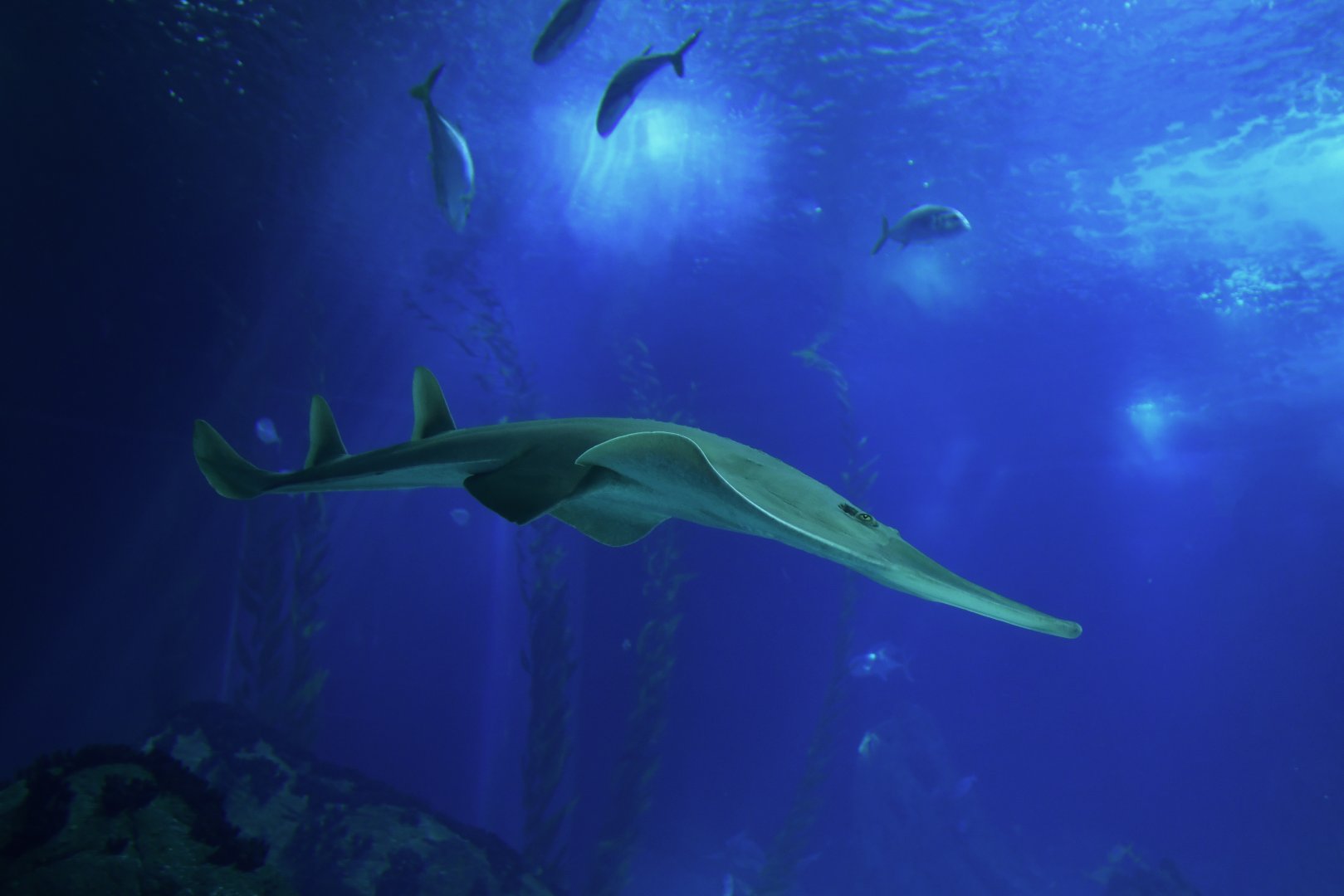 Rhynchobatus australiae