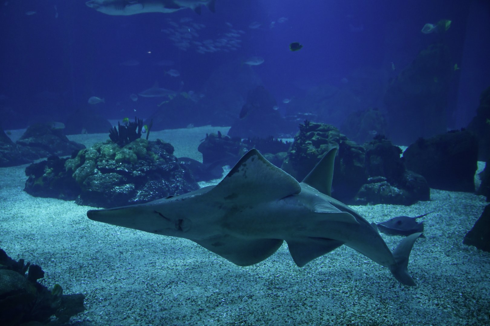 Rhynchobatus australiae