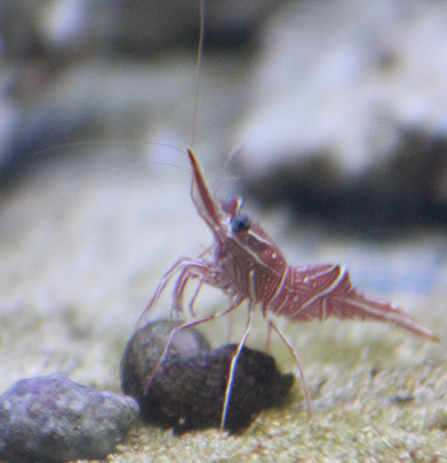 Rhynchocinetes durbanensis