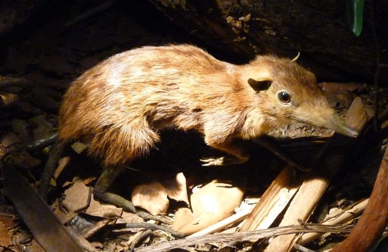 Rhynchocyon cirnei stuhlmanni (preserved)