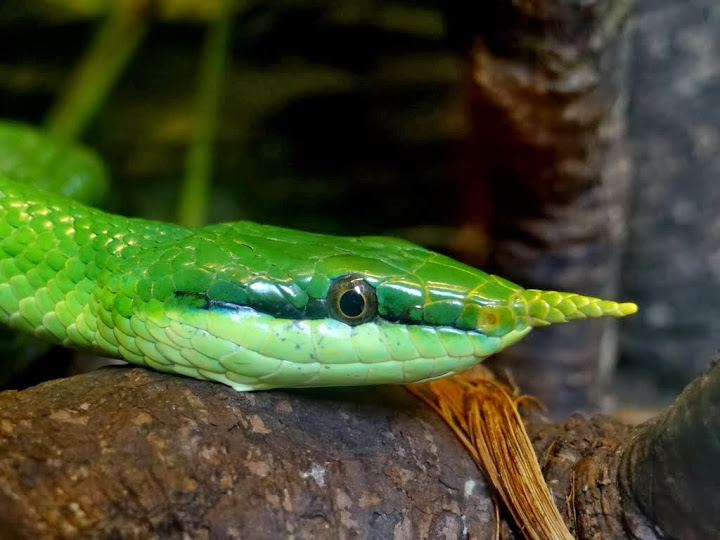 Rhynchophis boulangeri