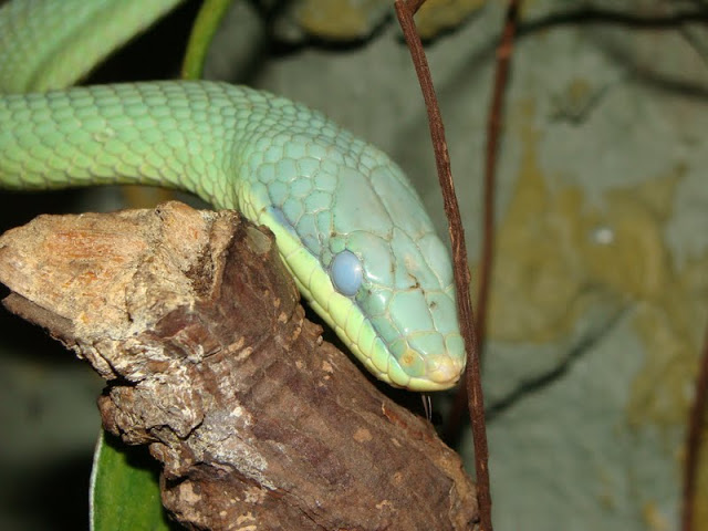 Rhynchophis boulengeri - female before the slough