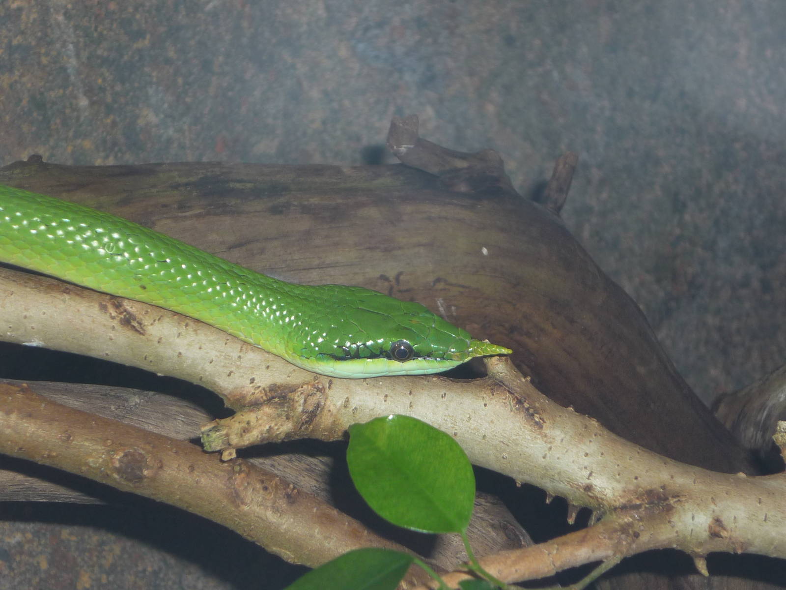 Rhynchophis boulengeri