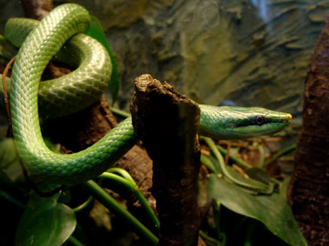 Rhynchophis boulengeri