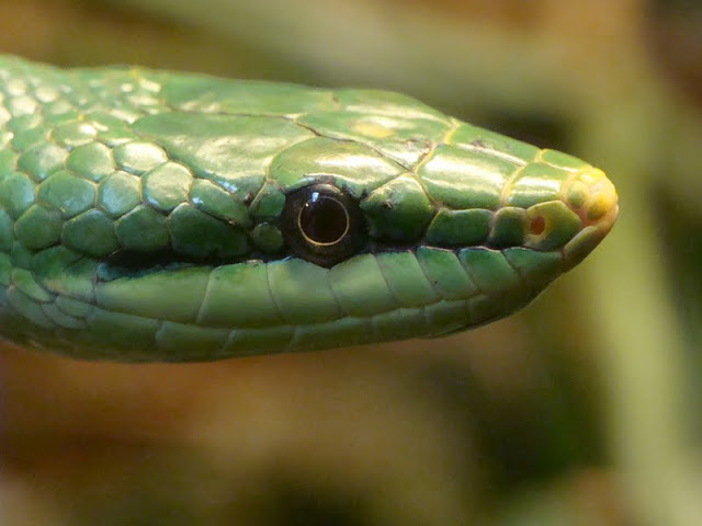 Rhynchophis boulengeri