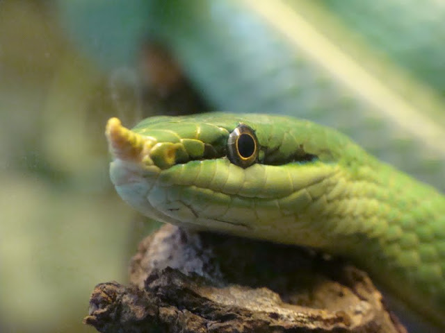 Rhynchophis boulengeri