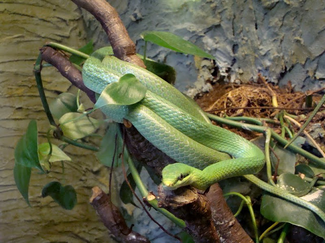 Rhynchophis boulengeri