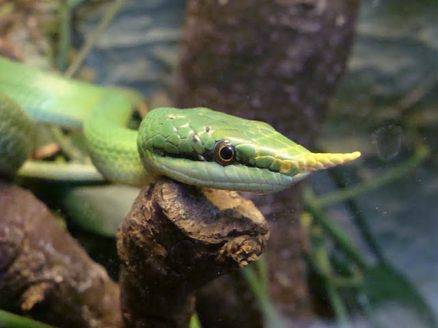 Rhynchophis boulengeri