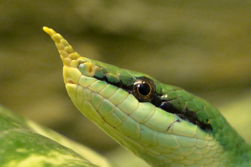 Rhynchophis boulengeri