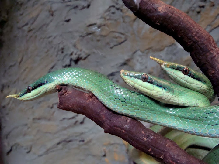 Rhynchophis boulengeri