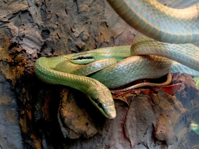 Rhynchophis boulengeri