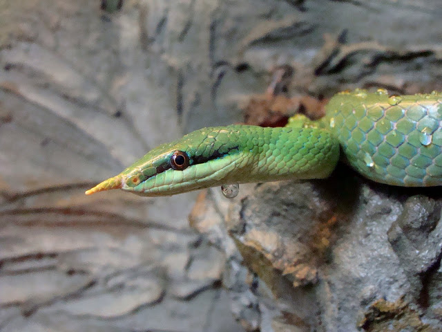 Rhynchophis boulengeri