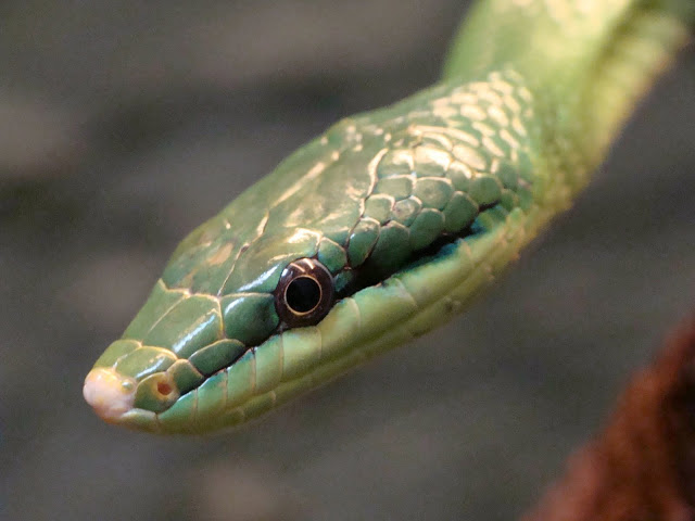 Rhynchophis boulengeri