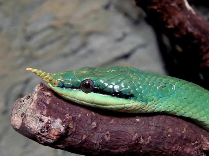 Rhynchophis boulengeri