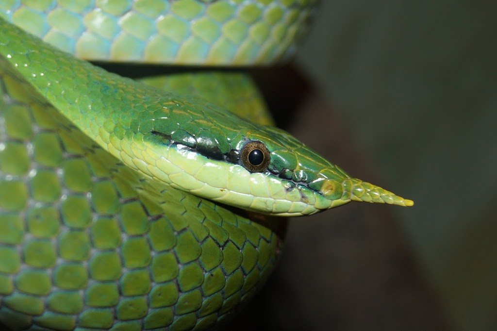 Rhynchophis boulengeri