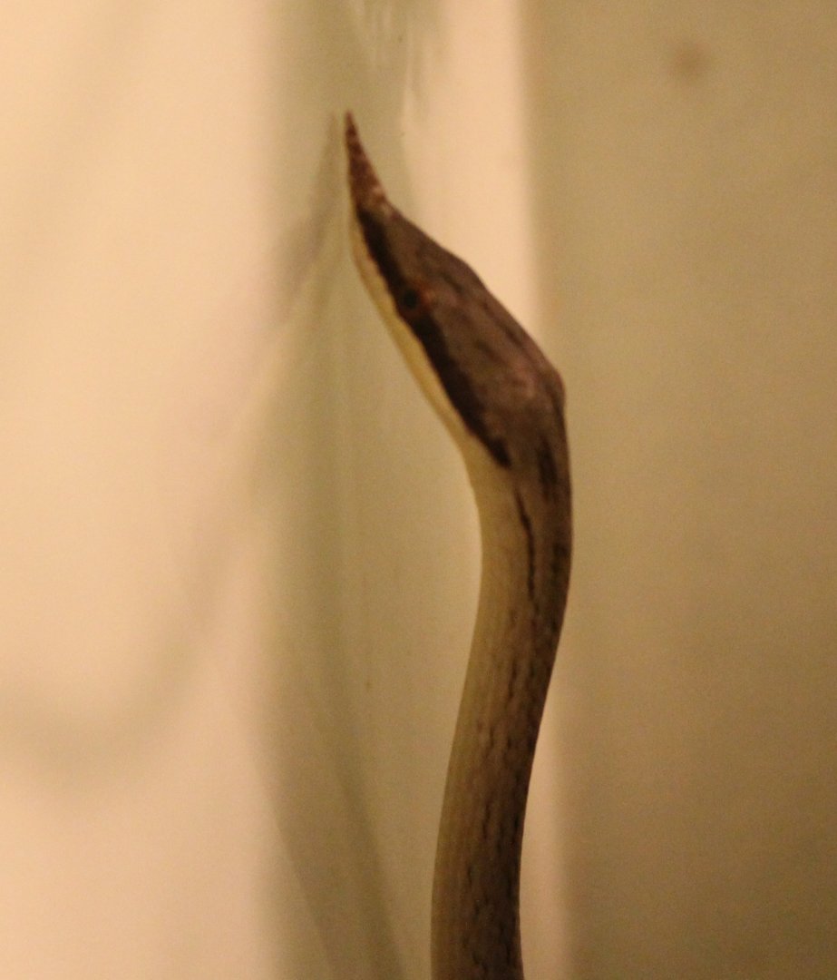 Rhynolophis boulengeri