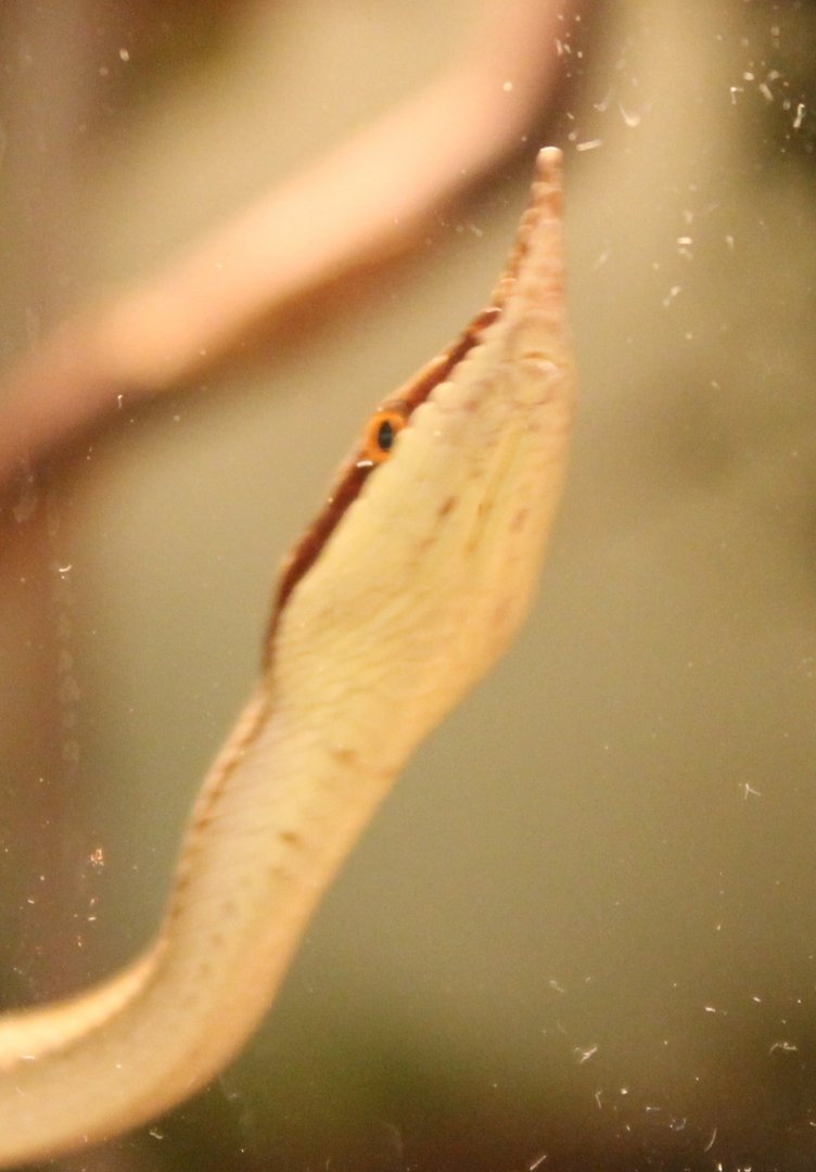 Rhynolophis boulengeri