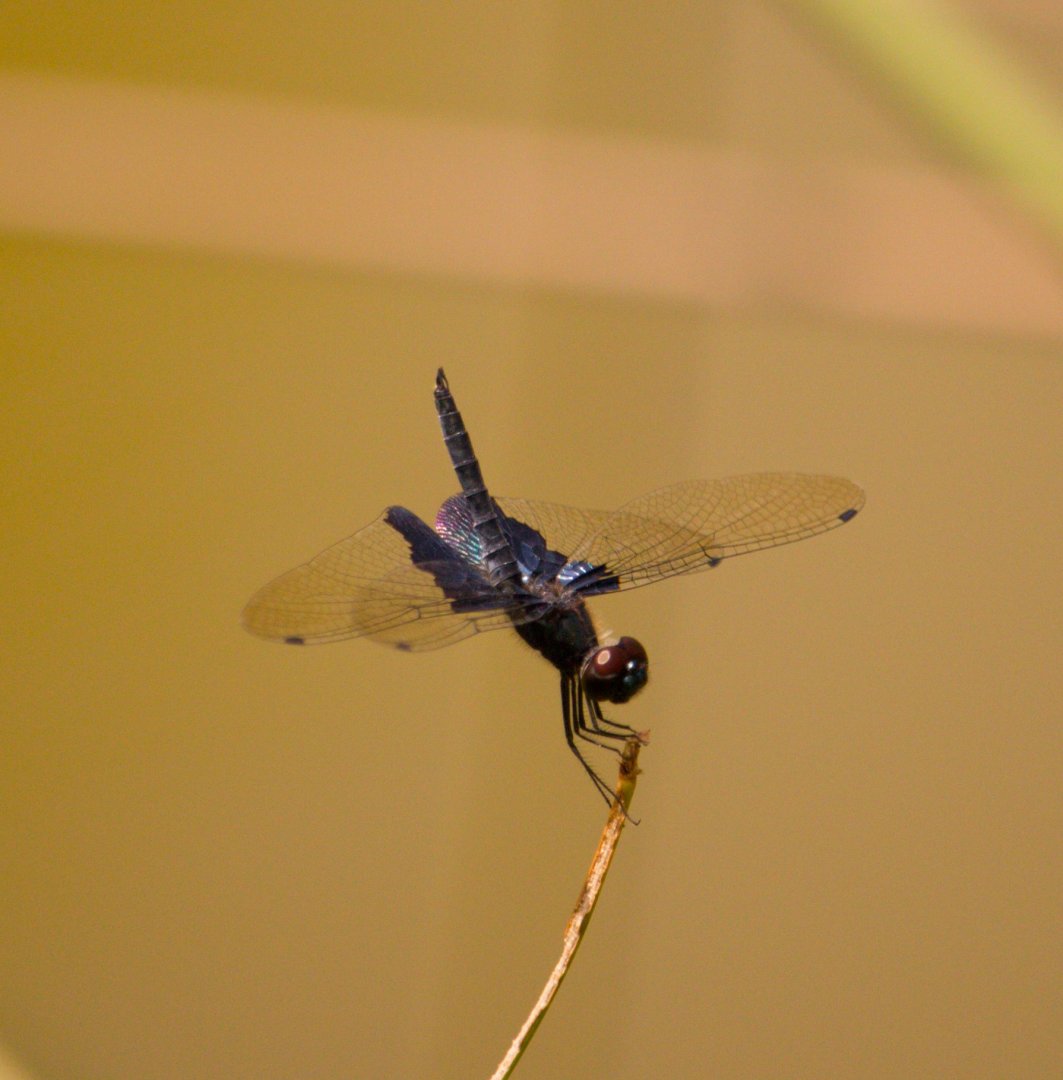 Rhyothemis plutonia