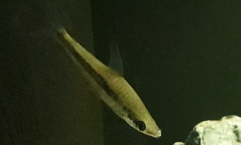 Rhytiodus argenteofuscus