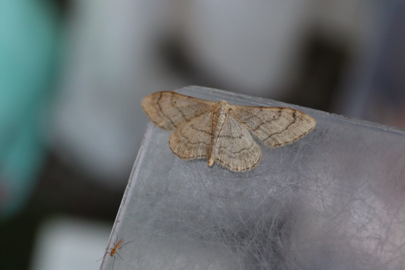 Riband Wave (Idaea aversata)