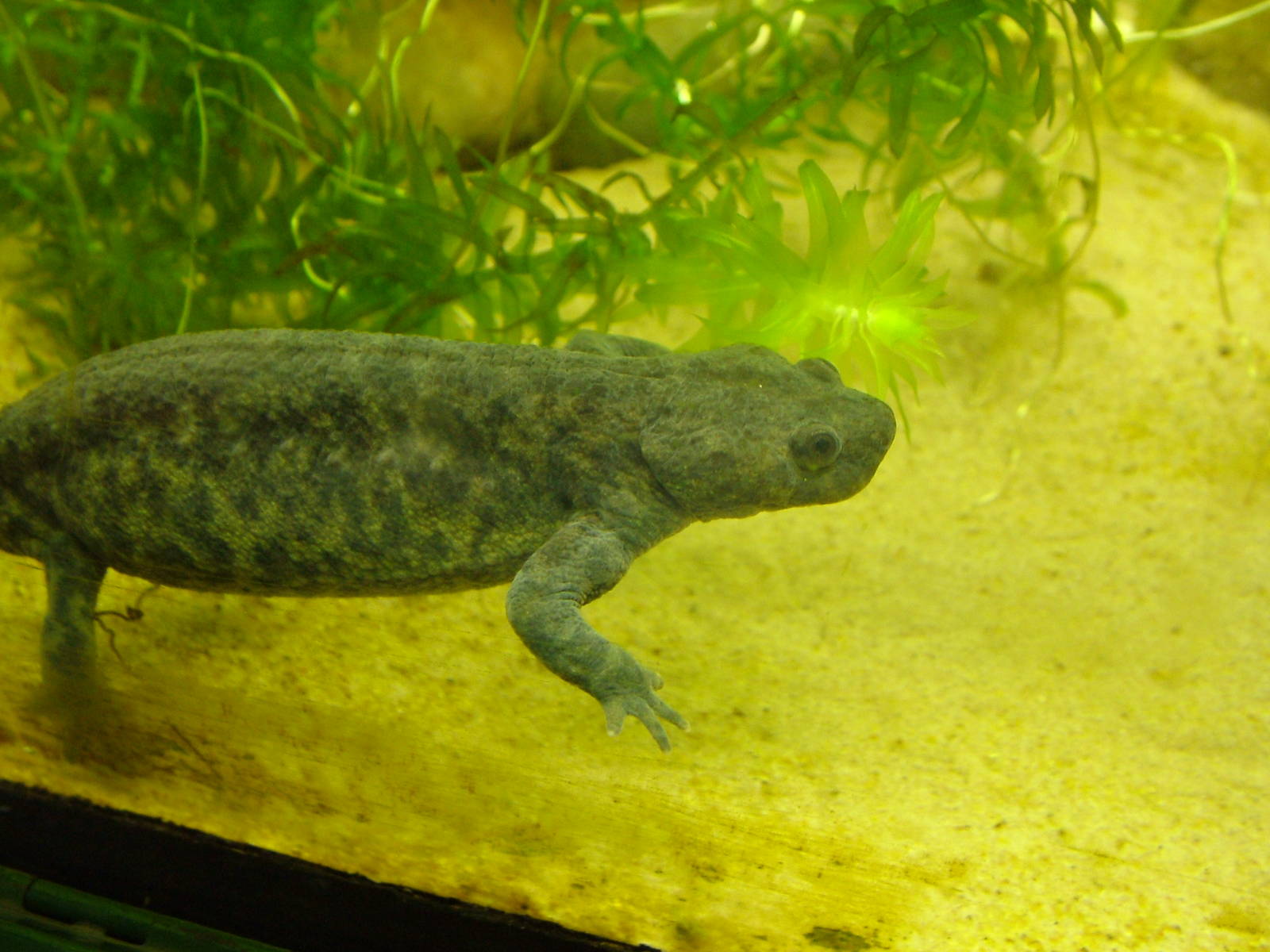 Ribbed Newt at Tilgate Nature Centre 14/03/10