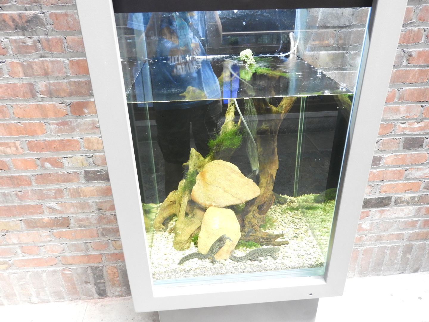 Ribbed Newt exhibit - Venomous Animals - Promedica Museum of Natural History - Toledo Zoo