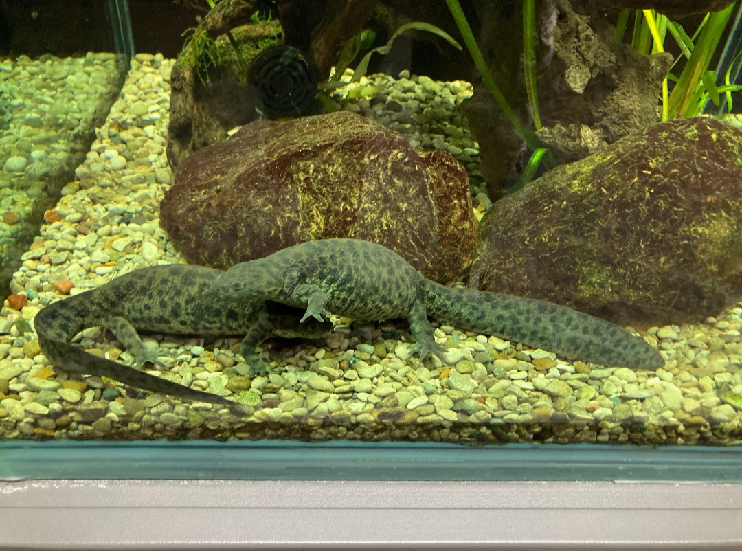 Ribbed Newts, or if you are a cultured person, "hey, it's Clodsire!" (8/10/23)