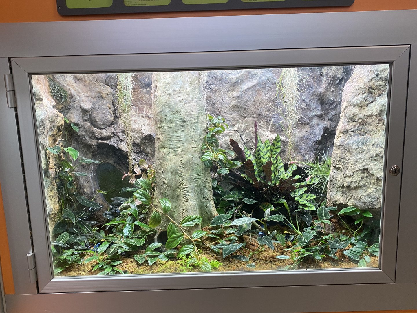 RibbitZibbit - Blue Poison Dart Frog/Dyeing Poison Dart Frog/Green & Black Poison Dart Frog/Yellow-Banded Poison Dart Frog Terrarium