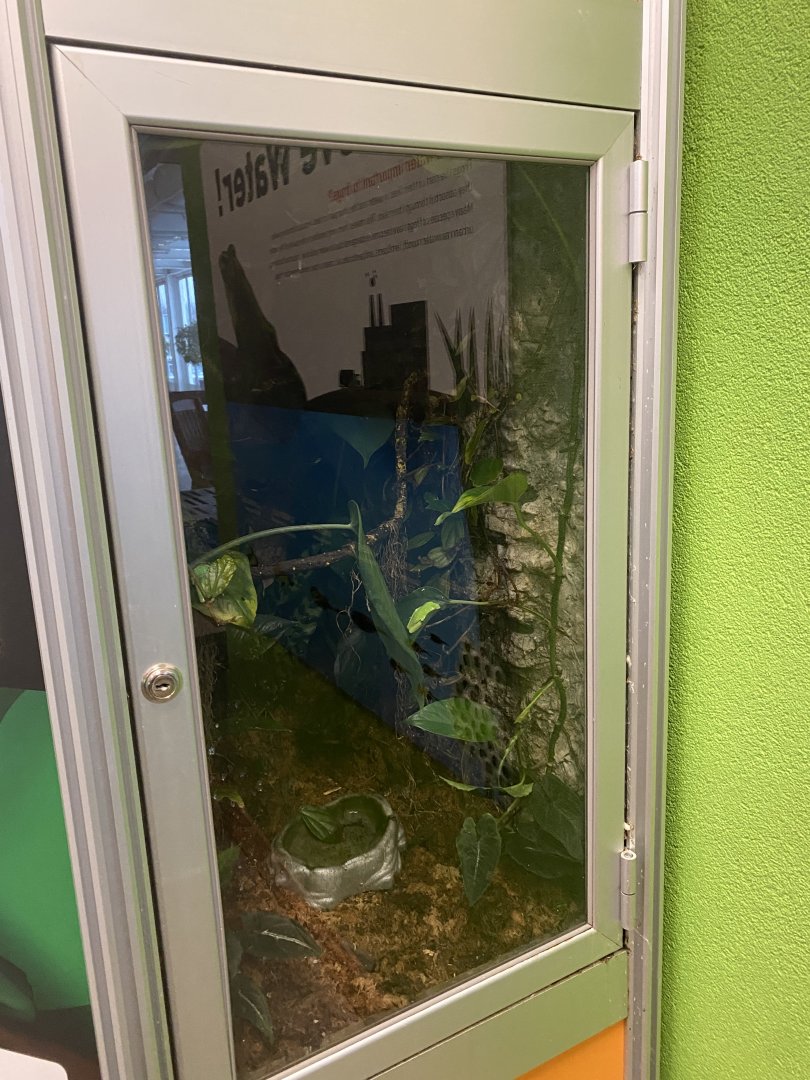 RibbitZibbit - Hourglass Treefrog Terrarium