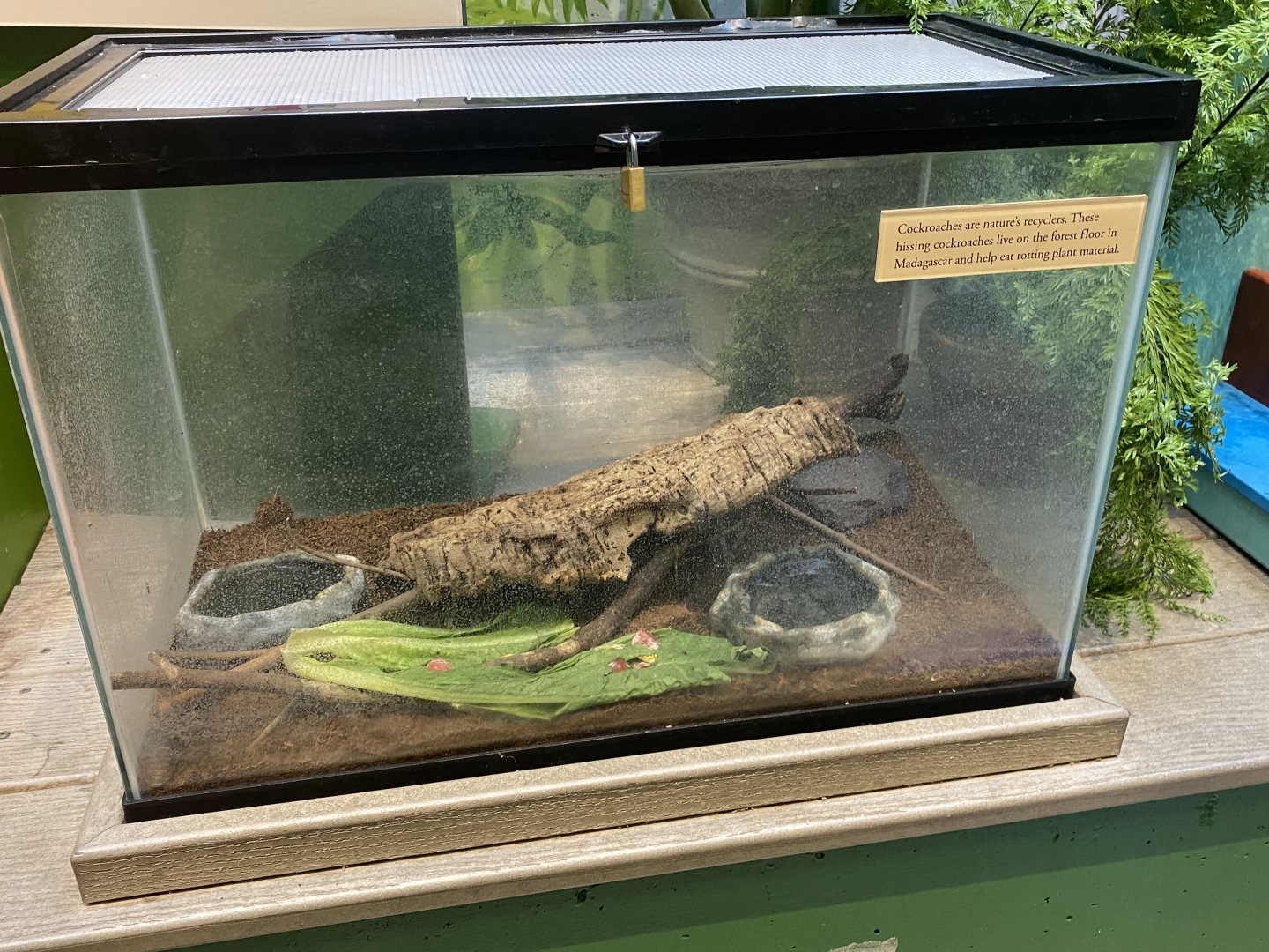 RibbitZibbit - Madagascar Hissing Cockroach Terrarium